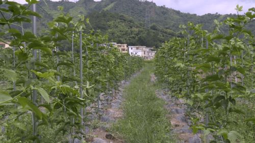 高良永丰共同种植约700多亩 今年预计产量与产值双增收