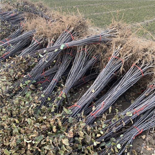批发望香红苹果树苗基地 优质苗木种植与技术一站式服务