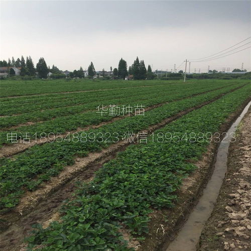 草莓苗红颜大型草莓育苗基地 育苗技术与种植咨询全攻略