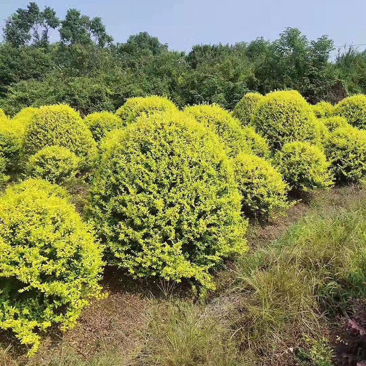 探秘湖南苗木基地 金森汝贞球的价格优势与种植技术