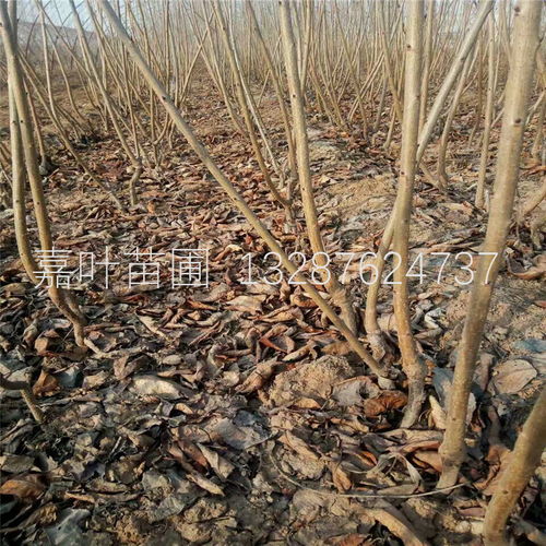 大棚樱桃树苗种植技术全解析 从选苗到丰收的实战指南