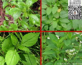 败酱草种子价格、图片及种植技术全解析——江苏沭阳长景园林苗木场专业指南