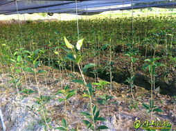 专业绿化苗木销售与种植技术服务