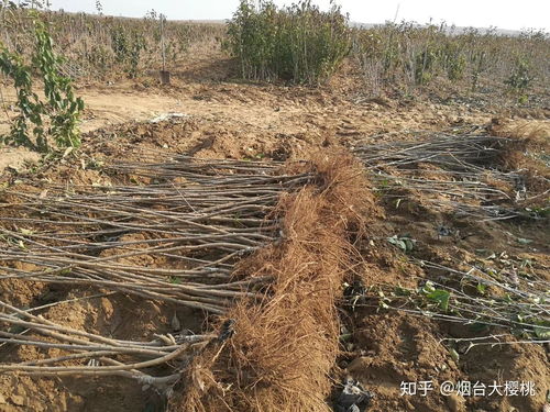 樱桃树种植全攻略 关注渠道、树苗购买与种植技术咨询指南
