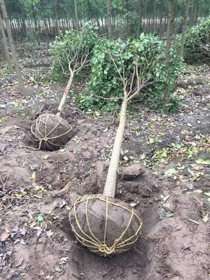 高杆女贞种植全攻略 最佳季节、苗木选择与技术要点