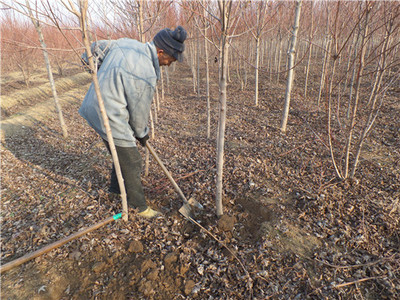 金枫绿化 美国红枫价格走势分析、苗木种植及技术咨询一站式服务