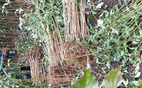 四川绵阳李子苗基地 正宗李子树苗品种与报价全解析