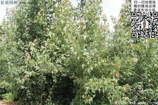 三角枫种子的选购、种植与技术指南——以江苏沭阳长景园林为例