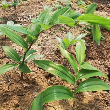 姜型多花不倒苗黄精种植技术与苗木种植管理指南