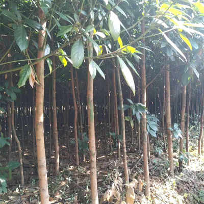 浙江楠苗木市场行情与种植技术全解析