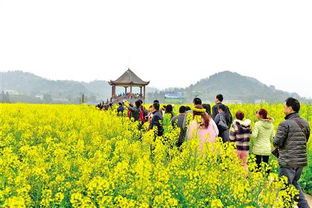 潼南一朵油菜花折射出的农旅融合活力 苗木种植与技术咨询赋能产业升级