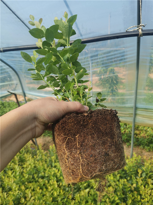 泰安市典范苗木 专业种植与全方位技术咨询指南