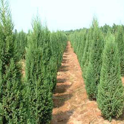 河南桧柏 规格齐全、价格优廉的大型苗木种植基地