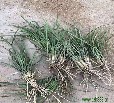 细叶与中叶麦冬 园林新宠的种植技术与市场前景