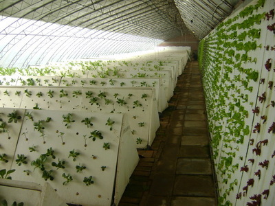 植物克隆技术与珍稀苗木繁育 现代高效农业的创新实践