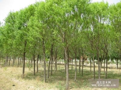 旱柳、绦柳、龙爪柳的生物特性与综合养殖技术及种植咨询指南